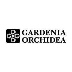 Gardenia Orchidea